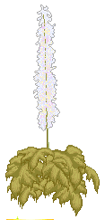 triffids_1.gif (4504 bytes)