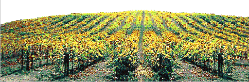 vineyard.gif (59240 bytes)